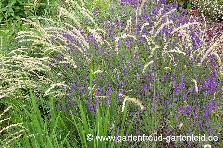 Melica ciliata mit Lavandula angustifolia