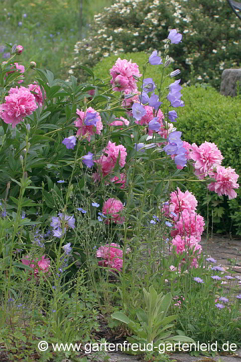 Paeonia lactiflora mit Campanula persicifolia