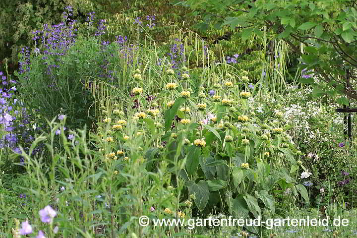 Phlomis russeliana mit Baptisia australis und Blütentrieben der Carex pendula