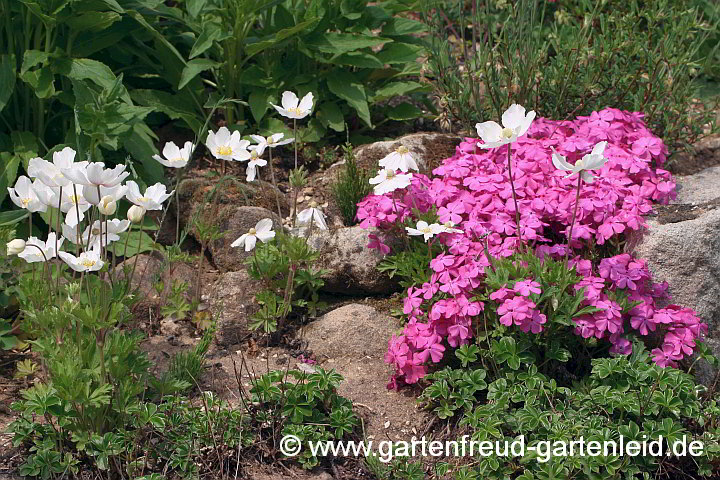 Phlox subulata 'Mc Daniels Cushion' mit Anemone spec.