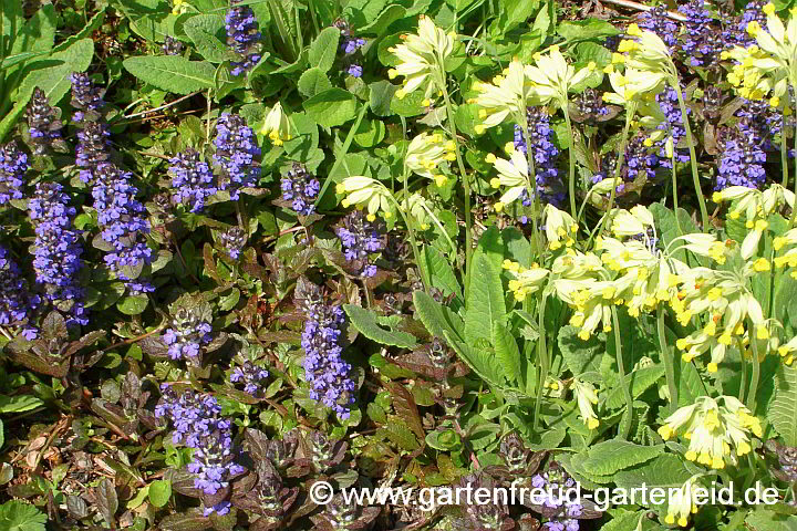 Ajuga reptans 'Atropurpurea' mit Primula veris