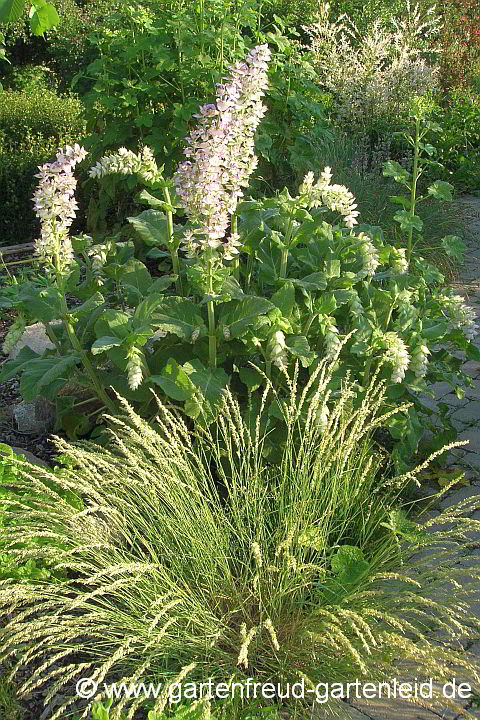 Melica ciliata mit Salvia sclarea 'Turkestanica'