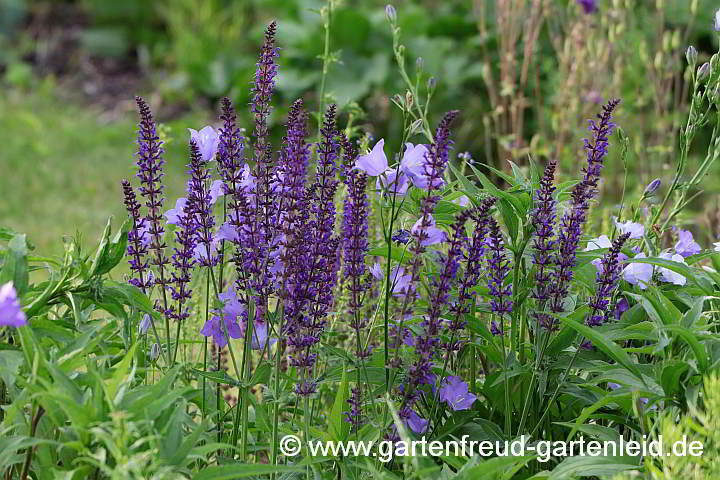 Salvia-nemorosa-Hybride mit Campanula persicifolia