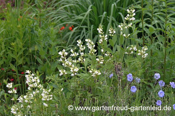 Salvia officinalis 'Albiflora' mit Linum perenne