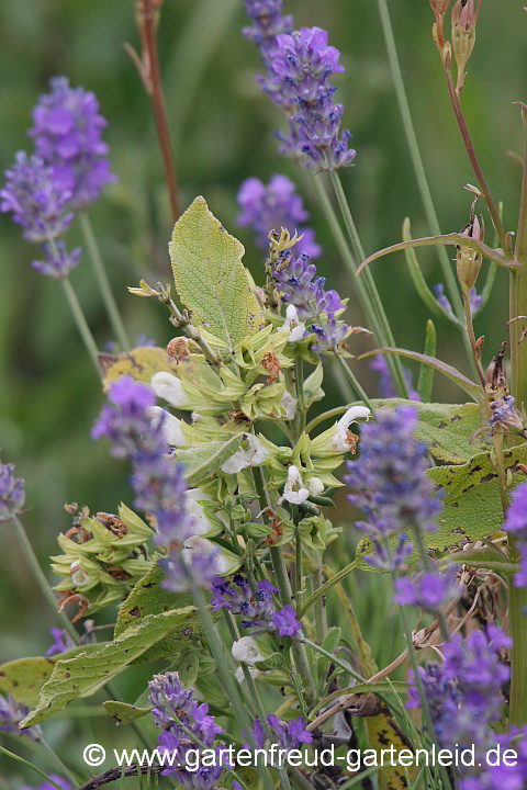 Salvia officinalis 'Albiflora' mit Lavandula angustifolia Munstead-Gruppe