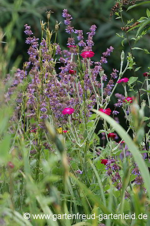 Salvia verticillata mit Silene coronaria