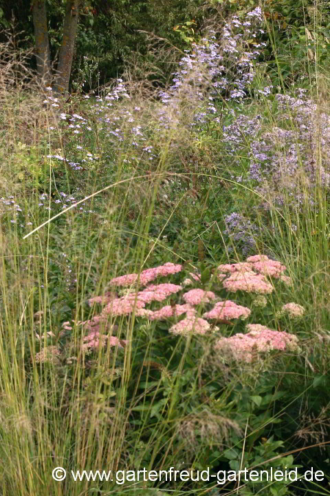 Sedum telephium 'Herbstfreude mit Eragrostis curvula und Symphyotrichum oolentangiense