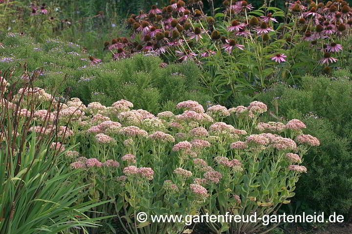 Sedum telephium 'Herbstfreude' vor aufblühender Galatella sedifolia 'Nanus', im Hintergrund: Echinacea purpurea