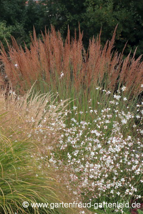 Gaura lindheimeri vor Sorghastrum nutans