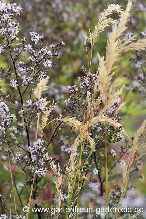 Eurybia divaricata mit Stipa calamagrostis (Samenstände)