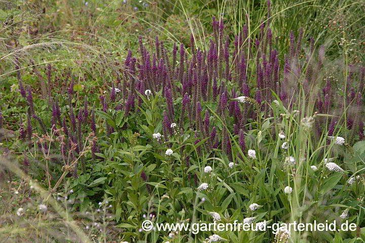 Teucrium hyrcanicum mit Lysimachia clethroides