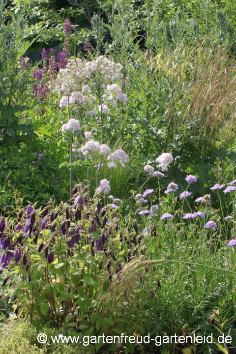 Thalictrum aquilegifolium davor Campanula 'Sarastro' und Scabiosa lucida