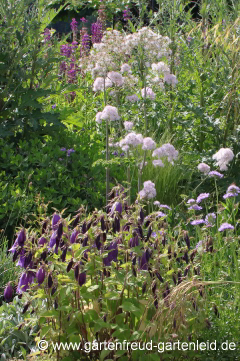 Thalictrum aquilegifolium, davor Campanula 'Sarastro'