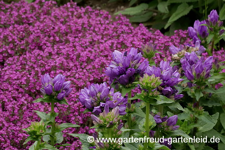 Thymus serpyllum 'Coccineus' mit Campanula glomerata 'Acaulis'