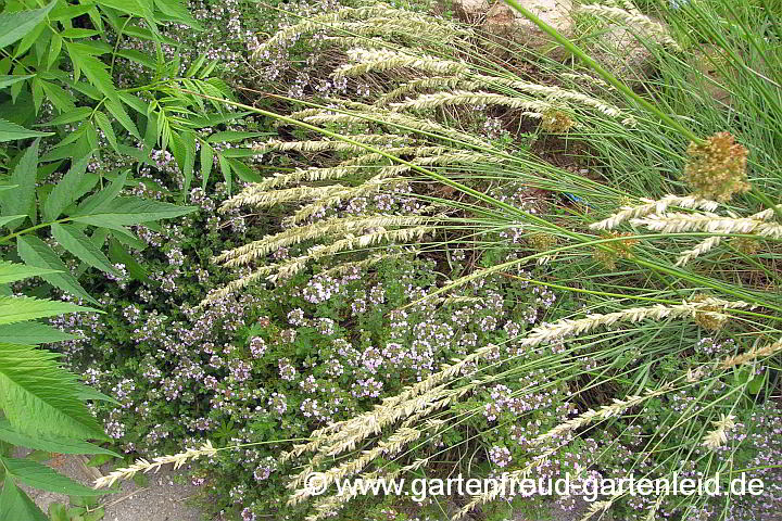 Thymus pulegioides mit Melica ciliata