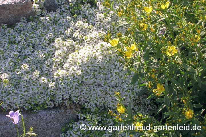 Thymus serpyllum mit Linum flavum