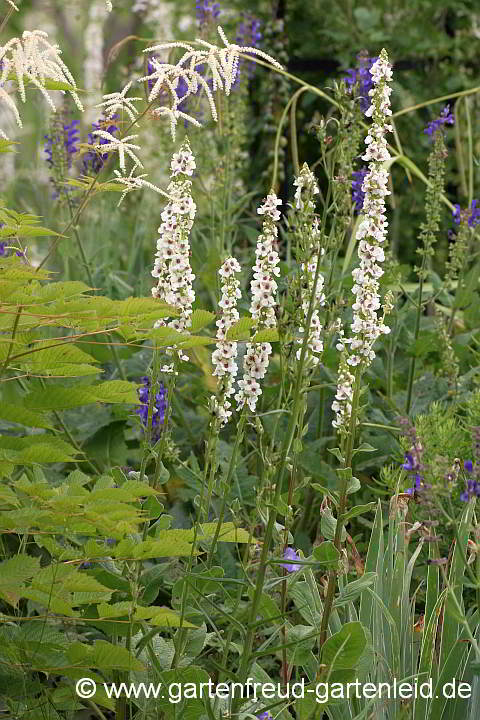 Verbascum chaixii 'Album' mit Aruncus dioicus und Salvia transsylvanica