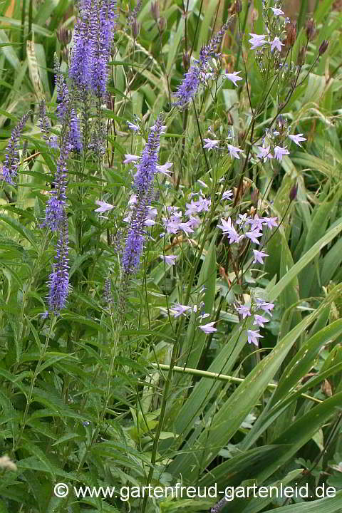 Veronica longifolia mit Campanula rapunculus