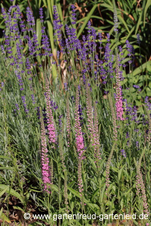 Veronica spicata mit Lavandula angustifolia