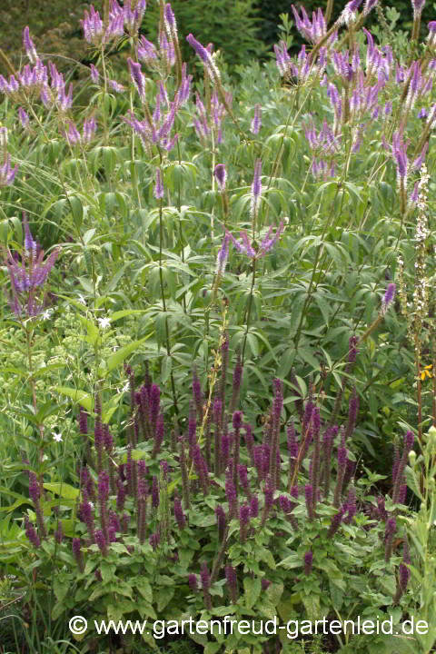 Veronicastrum 'Fascination' mit Teucrium hyrcanicum