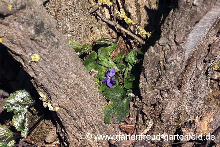 Viola odorata in Berberis gekeimt – Duft-Veilchen in Berberitze gekeimt