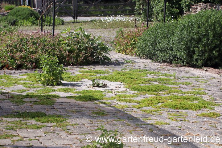 Pflanzen erobern die gepflasterte Fl&auml;che zur&uuml;ck