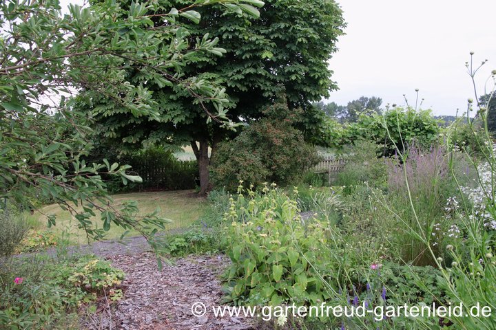 Mehr Moos als Gras unter der Kastanie, doch genau da gibt es am meisten Raupen