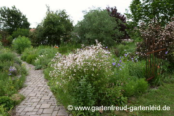 Gillenia am Wegesrand