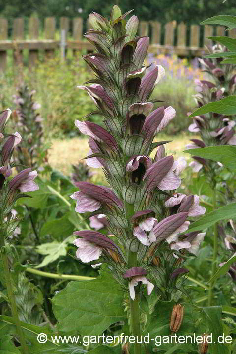 Acanthus hungaricus – Balkan-Bärenklau