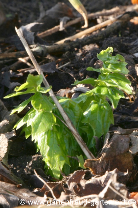 Acanthus hungaricus – Balkan-Bärenklau, Austrieb