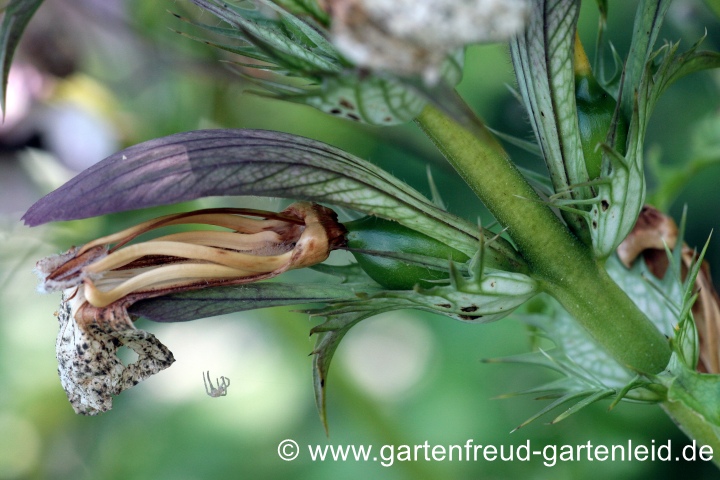 Acanthus hungaricus – Balkan-Bärenklau