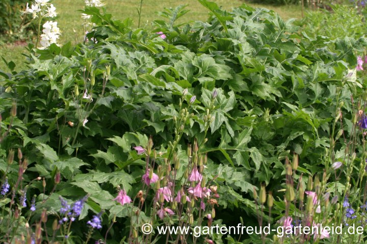 Acanthus-Laub