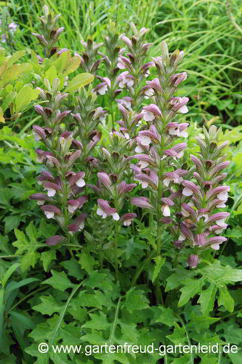 Acanthus hungaricus – Ungarischer Akanthus