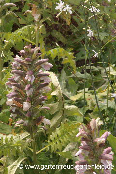 Acanthus mollis – Pracht-Akanthus, Weicher Bärenklau