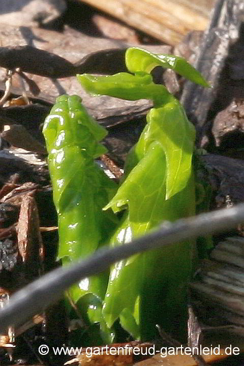 Acanthus mollis – Pracht-Akanthus, Weicher Bärenklau, Austrieb