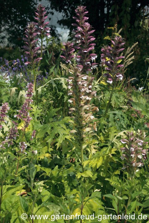 Acanthus mollis vor A. spinosus