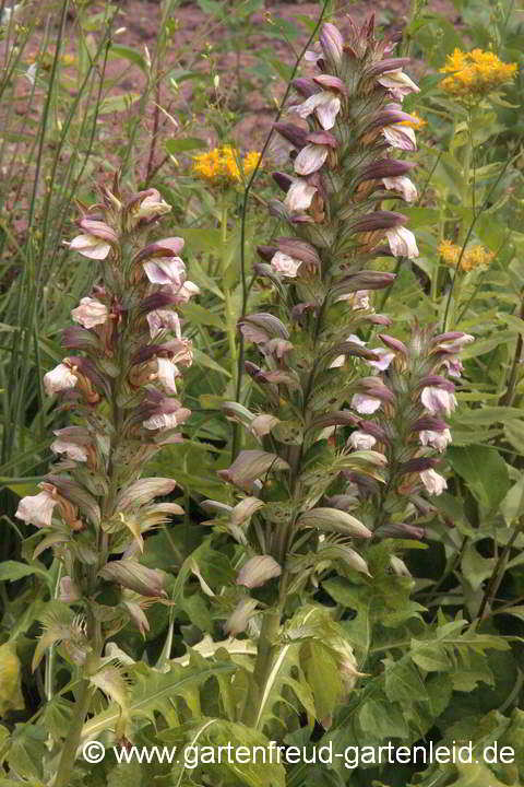 Acanthus mollis – Pracht-Akanthus, Weicher Bärenklau