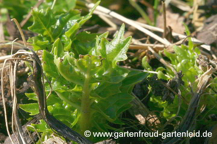 Acanthus spinosus – Stachliger Akanthus, Austrieb