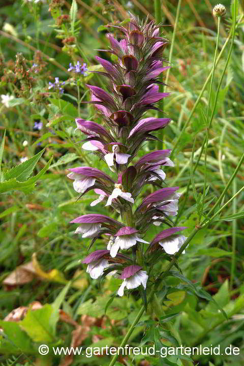 Acanthus spinosus – Stachliger Akanthus