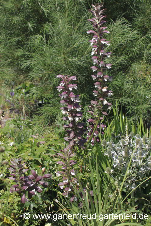 Acanthus spinosus mit Eryngium giganteum – Stachliger Akanthus mit Elfenbeindistel