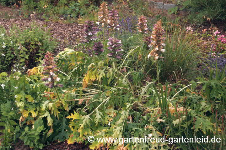 Acanthus spinosus (Stachliger Akanthus) vergilbt zum Blühende