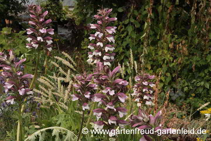 Acanthus spinosus – Stachliger Akanthus