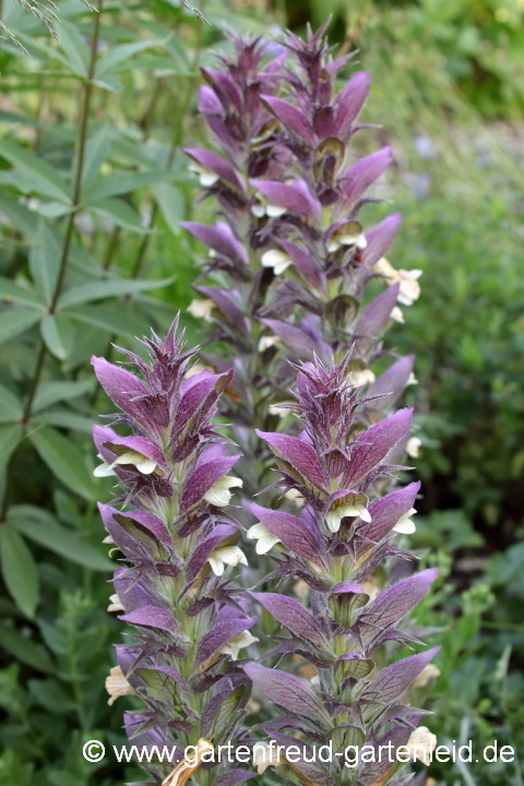 Acanthus syriacus – Syrischer Bärenklau