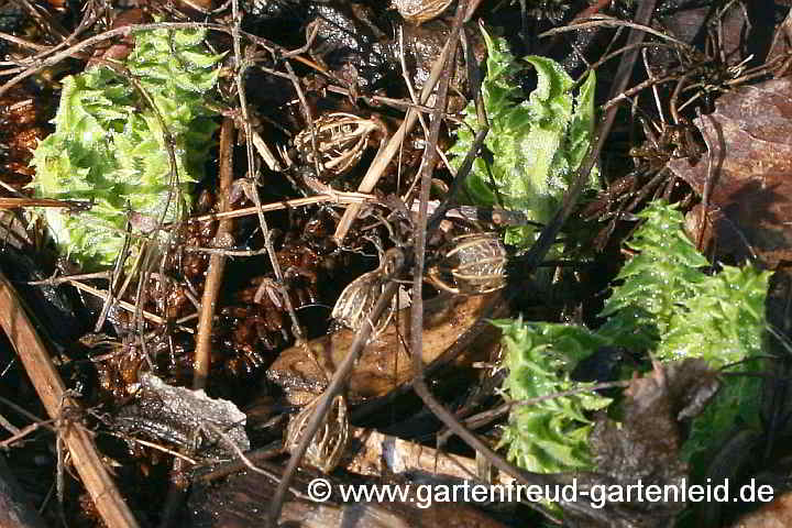 Acanthus syriacus – Syrischer Bärenklau, Austrieb