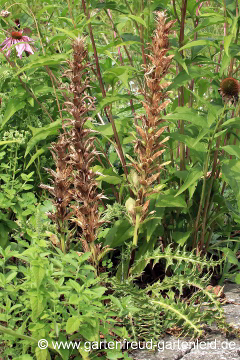 Acanthus syriacus – Syrischer Bärenklau  mit Fruchtschmuck