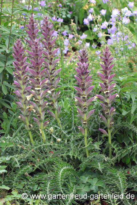 Acanthus syriacus – Syrischer Bärenklau