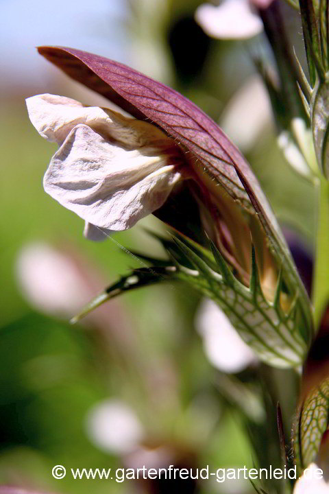 Acanthus hungaricus – Blüte