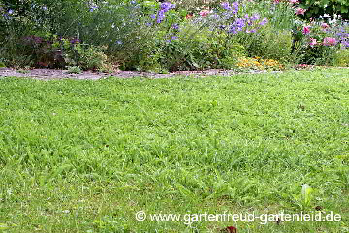 Achillea-Rasen – Schafgarben-Rasen