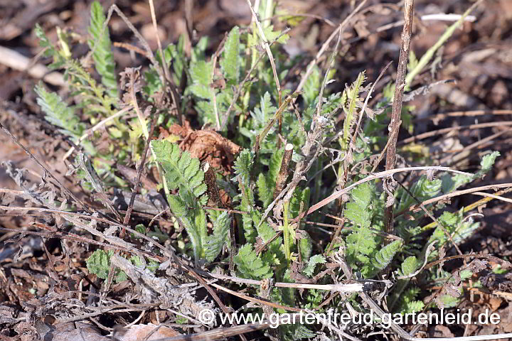 Achillea filipendulina – Gold-Garbe, Austrieb