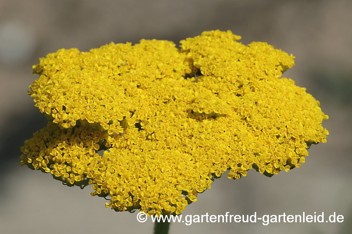 Achillea filipendulina – Gold-Garbe, Blütenstand